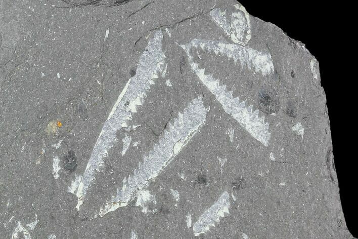 Fossil Graptolite Cluster (Didymograptus) - Great Britain #103448